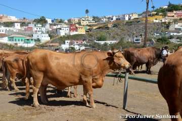 Muestra de ganado de las fiestas del patrono de Telde (Foto  Francisco Javier Santana)